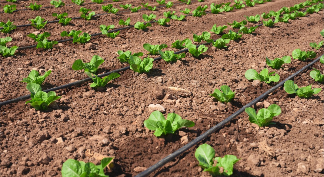 Fertirrigação em hortaliças e suas vantagens